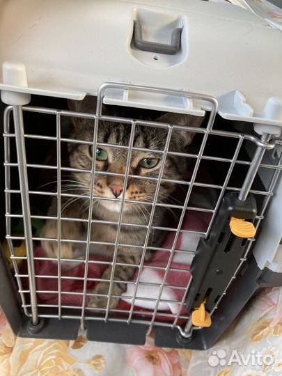 Котенок с паспортом в добрые руки