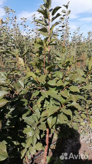 Саженцы колоновидных черешни , вшни и сливы