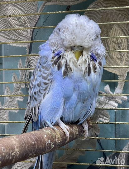 Выставочный волнистый попугай ввп Чех