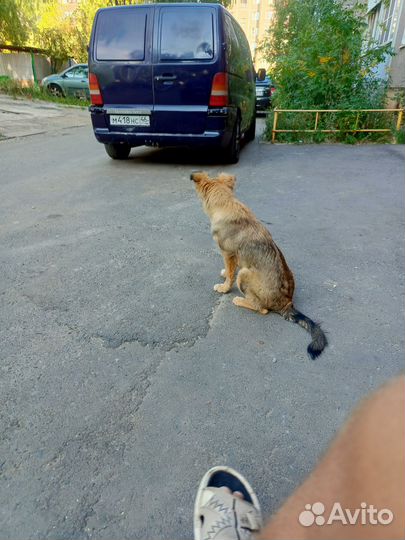 Собака в добрые руки отдам бесплатно