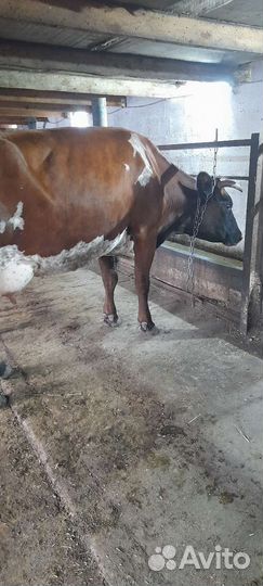 Корова дойная