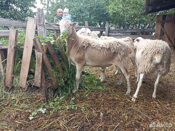 Катумские бараны