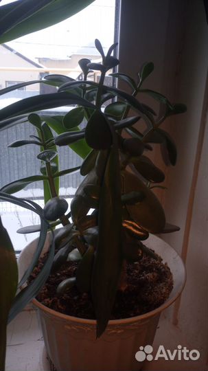 Комнатные цветы