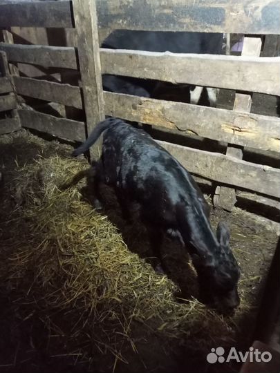 Телята телочки