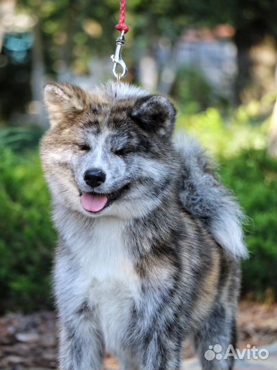 Очаровательная тигровая принцесса