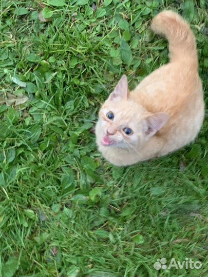 Котенок в добрые руки