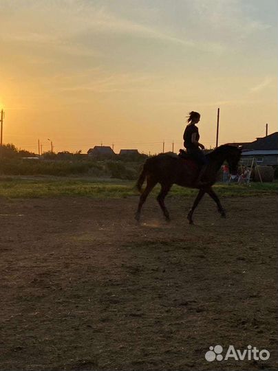 Постой лошадей