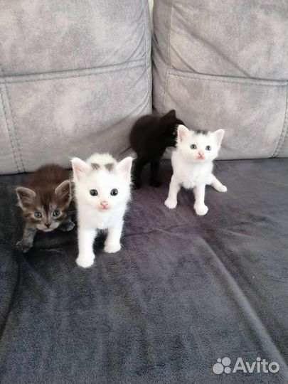 Котята в добрые руки бесплатно