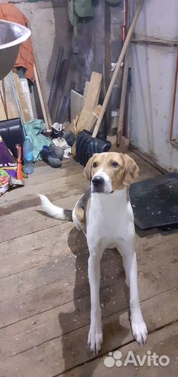 Вязка русская пегая гончая