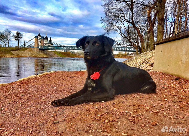 Зоогостиница/Дрессировка/Передержка