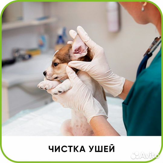 Ветеринарный врач на дом. Ветеринарная помощь