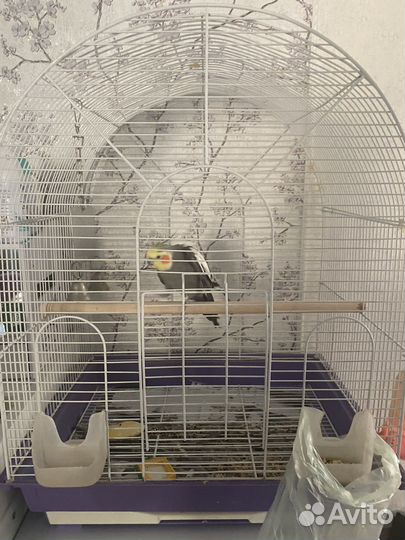 Попугай корелла мальчик