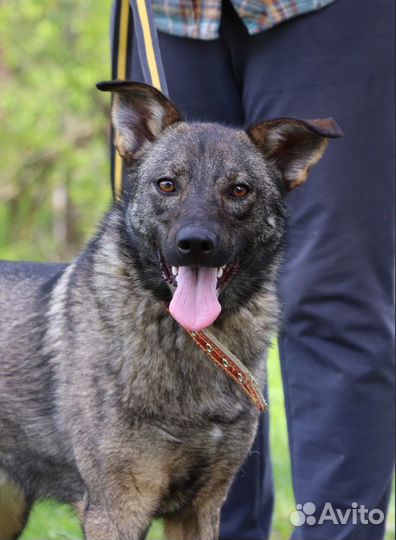 Собака Марго