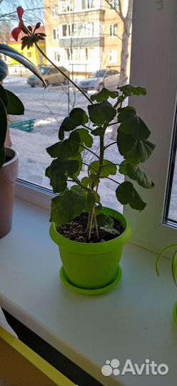 Комнатные цветы