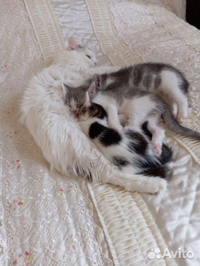 Котенок девочка бесплатно