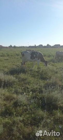 Коровы дойные молочные