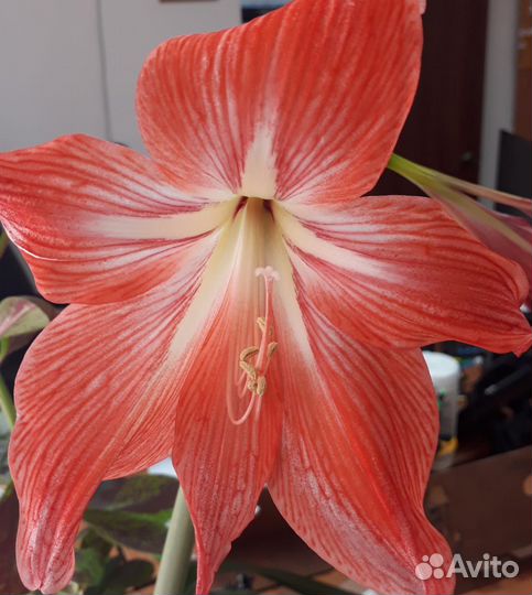 Гиппеаструм