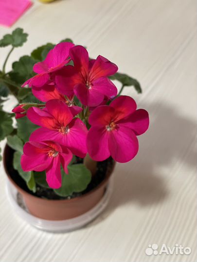 Пеларгония герань