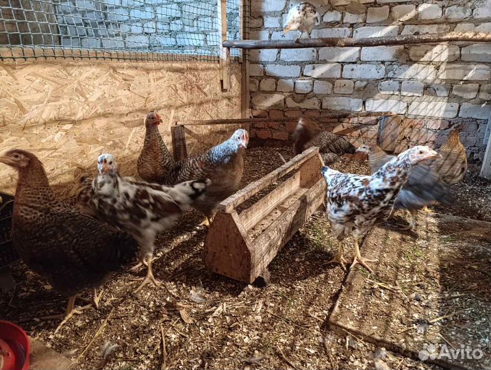 Продам молодок белефельдера