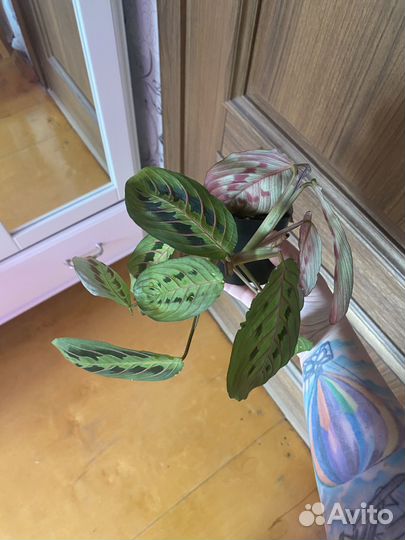 Маранта триколор