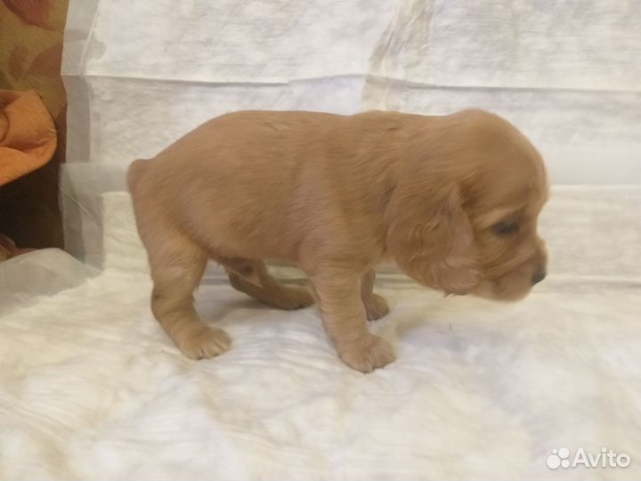 Щенки спаниеля