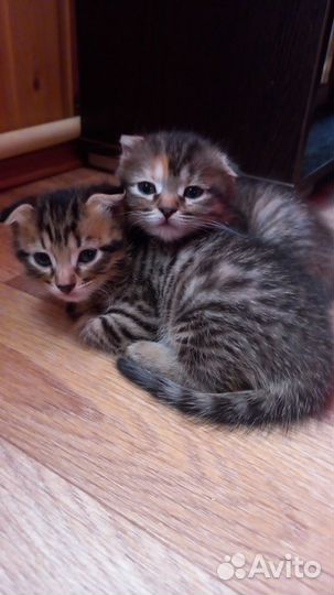 Вислоухие котята