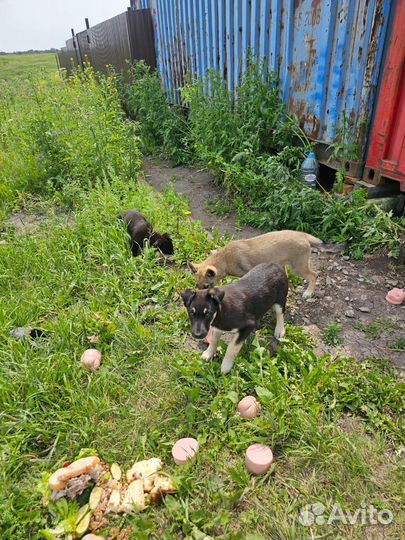 Собака и 3 щенка
