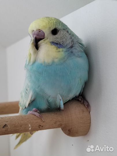 Птенцы волнистого попугая