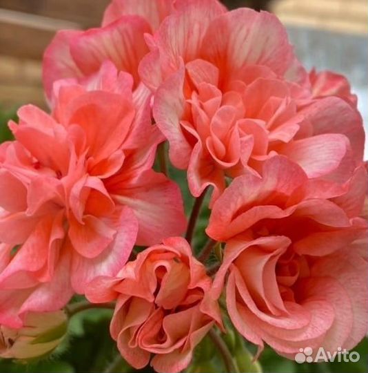 Пеларгонии сортовые