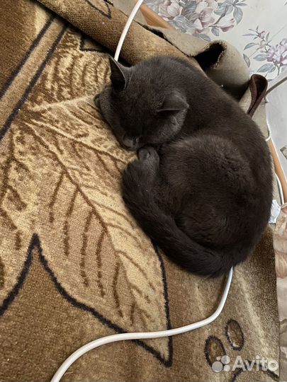 Отдам в добрые руки кота