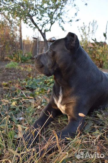 Кане Корсо вязка