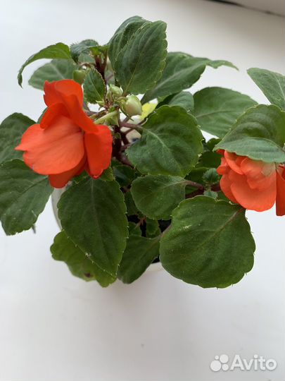 Бальзамин махровый