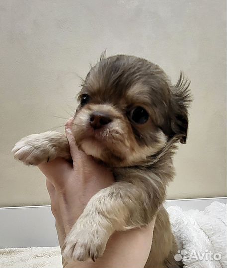 Длинник малыш