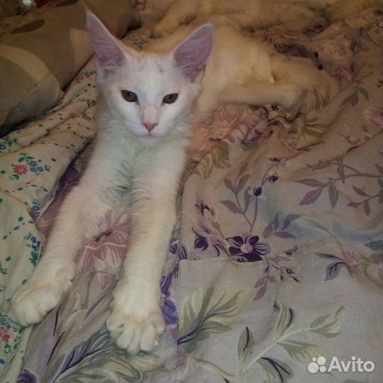 Котята мейн-кун