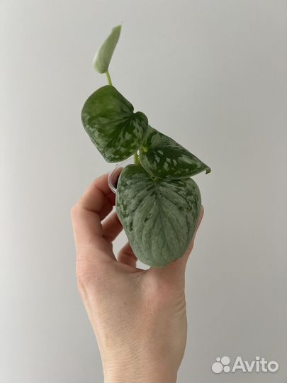 Сциндапсус сильвер энн