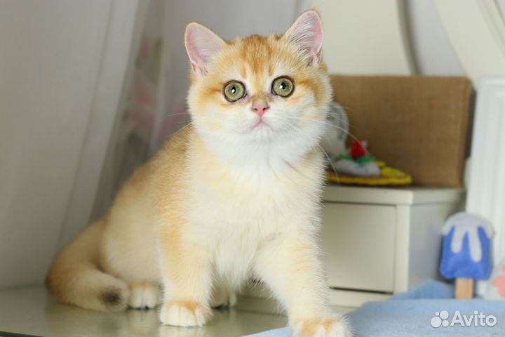 Золотая шиншилла