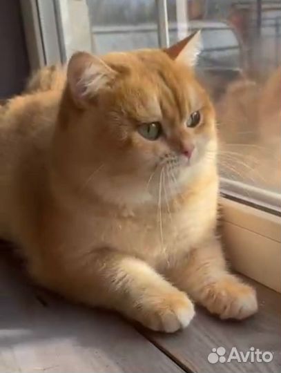 Британский кот Вязка Золото шоколад By 12