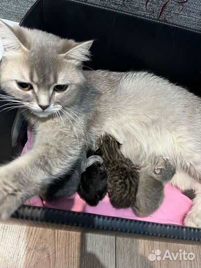 Зоогостиница