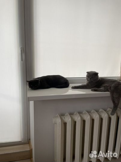 Вязка с шотландским вислоухим котом