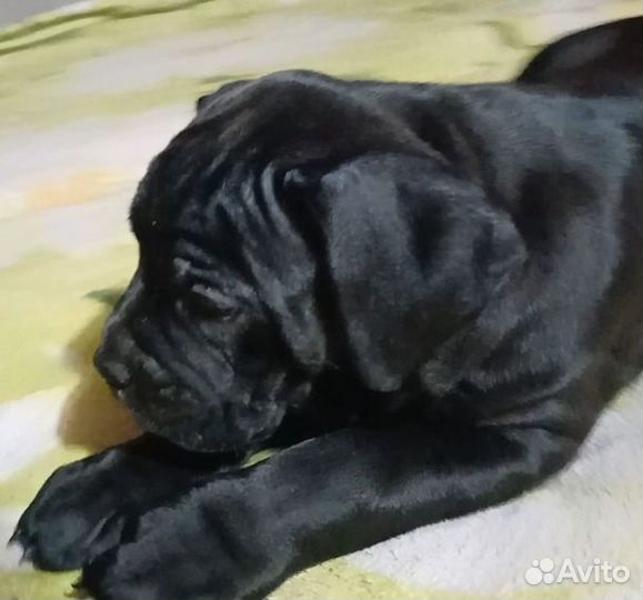 Щенки кане Корсо