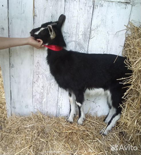 Альпийские козы