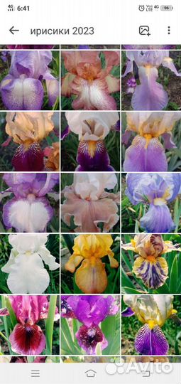 Ирисы бородатые
