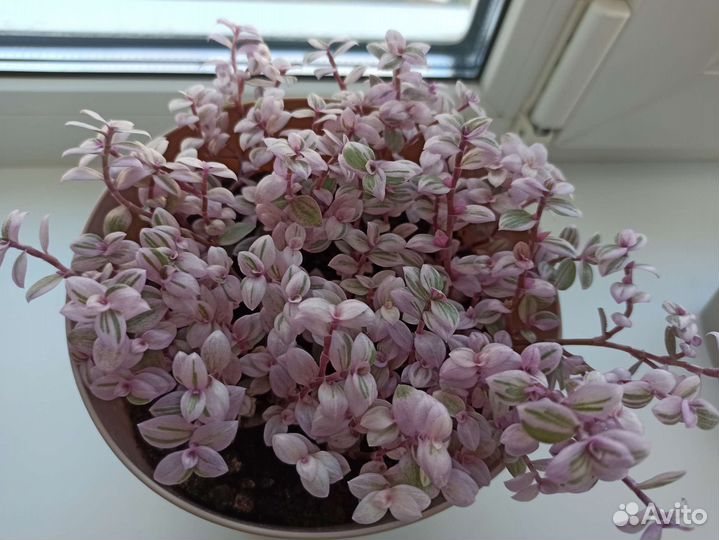 Каллизия, черенки