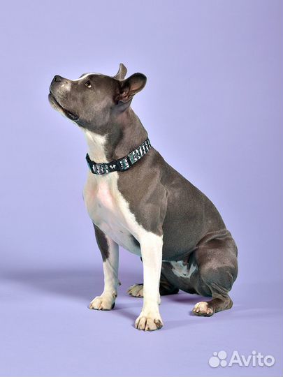 Ошейник United Pets для собак Complete me M 34-56