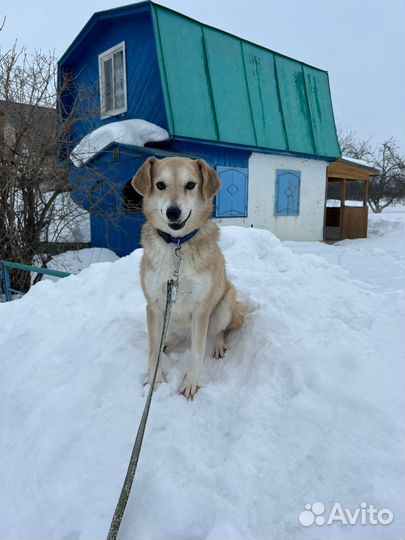 Маленькая собачка