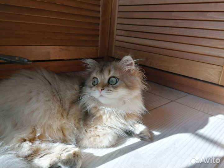 Котята золотая шиншилла