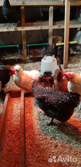 Инкубационное яйцо