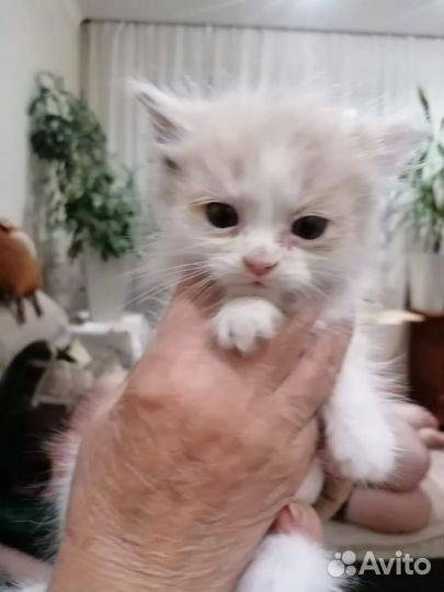 Котенок мальчик бесплатно