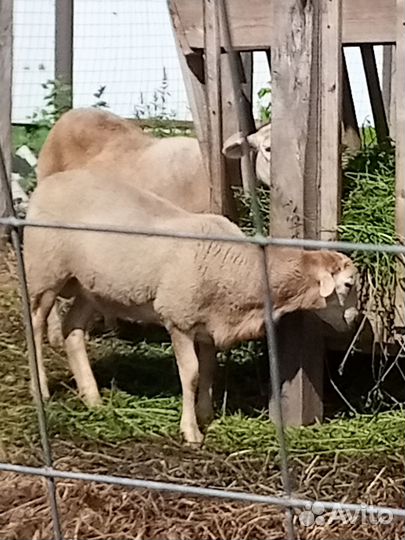 Катумские бараны 2шт 4месяца