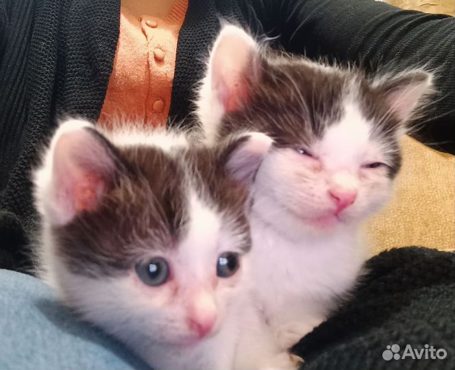 Котята метисы